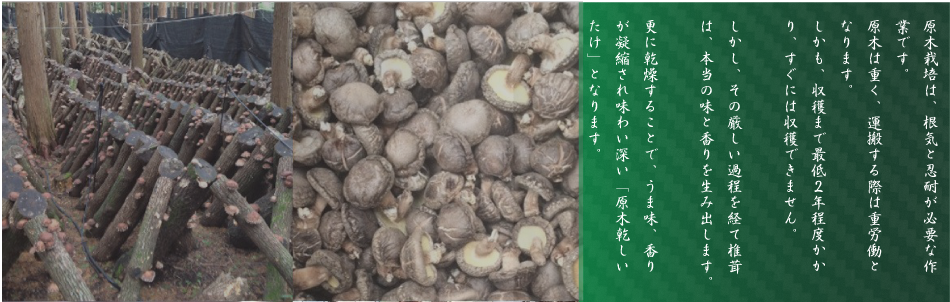 原木乾椎茸について